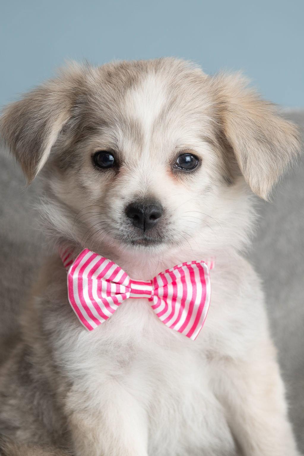 Feather: Lark, a Adopted Pomeranian in Palo Alto, CA image 3/3