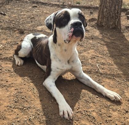 Winston, ADOPTABLE, Adult Male Boxer.