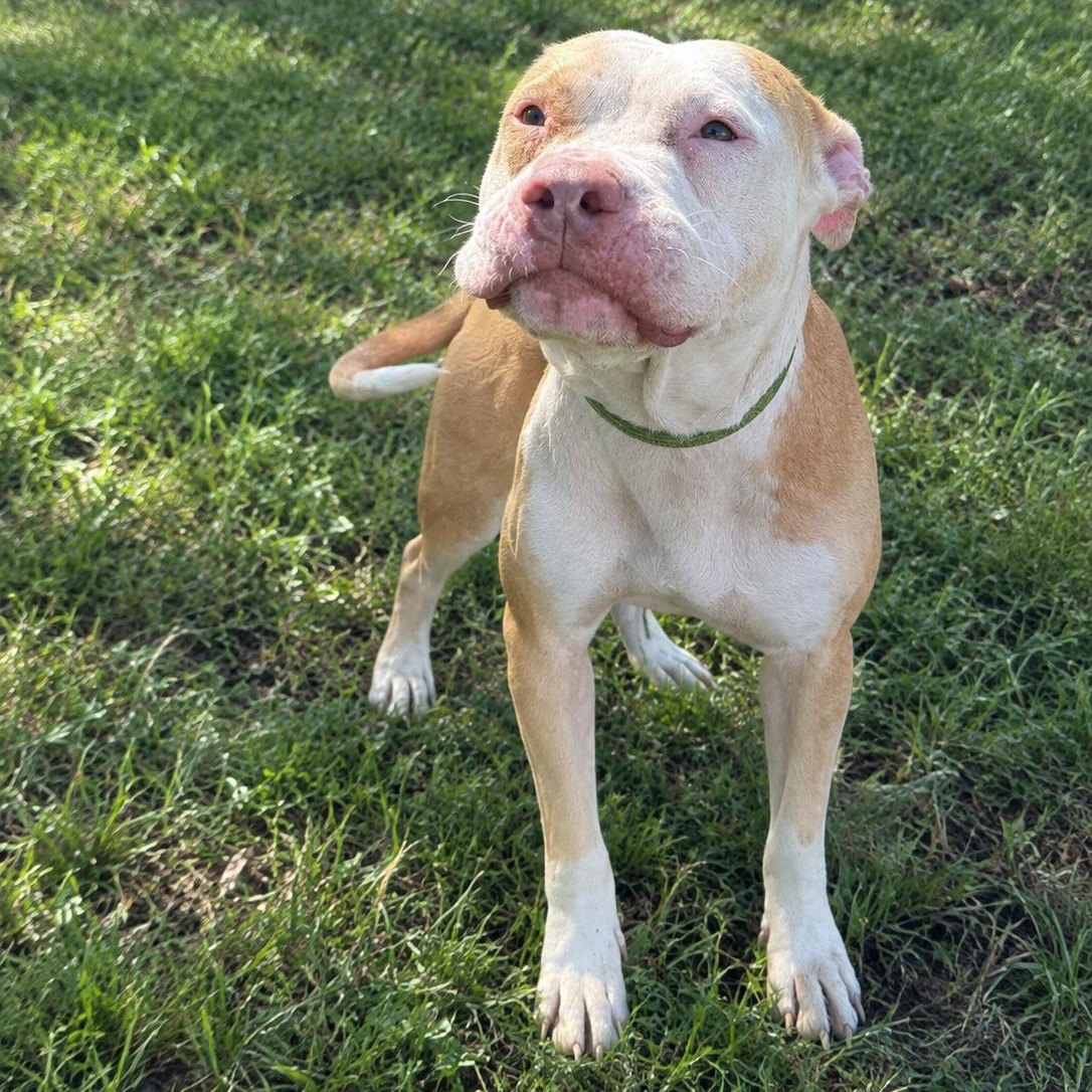 Enlarge Aurora, a Adoptable Pit Bull Terrier in Jersey city, NJ image 2/2