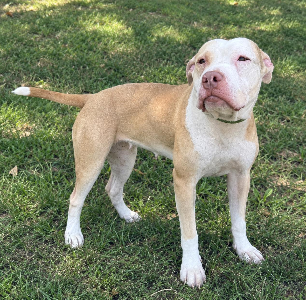 Enlarge Aurora, a Adoptable Pit Bull Terrier in Jersey city, NJ image 1/2