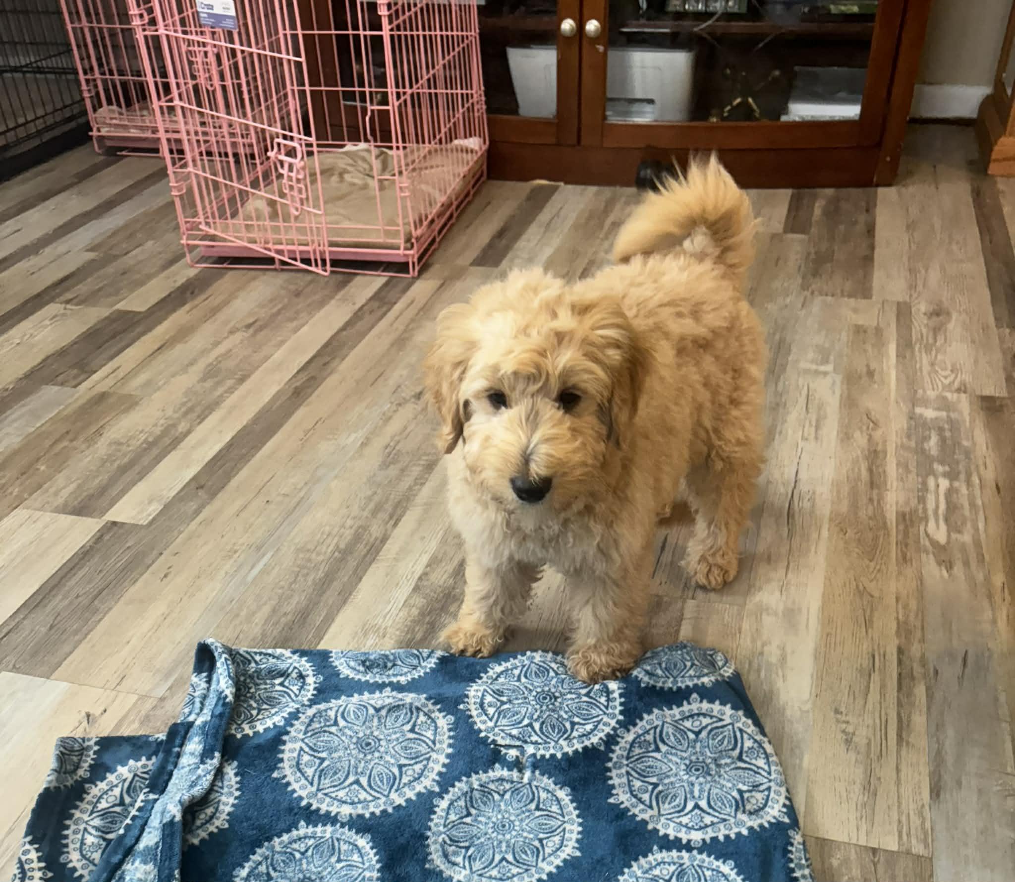 Wilbur, adopted, Puppy Male Goldendoodle.