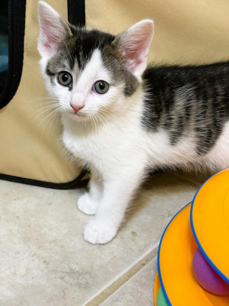 Ollie, Adoptable, Kitten Male Domestic Short Hair.