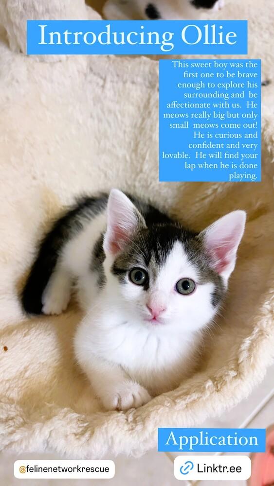 Enlarge Ollie, a Adoptable Domestic Short Hair in Mooresville, NC image 2/4