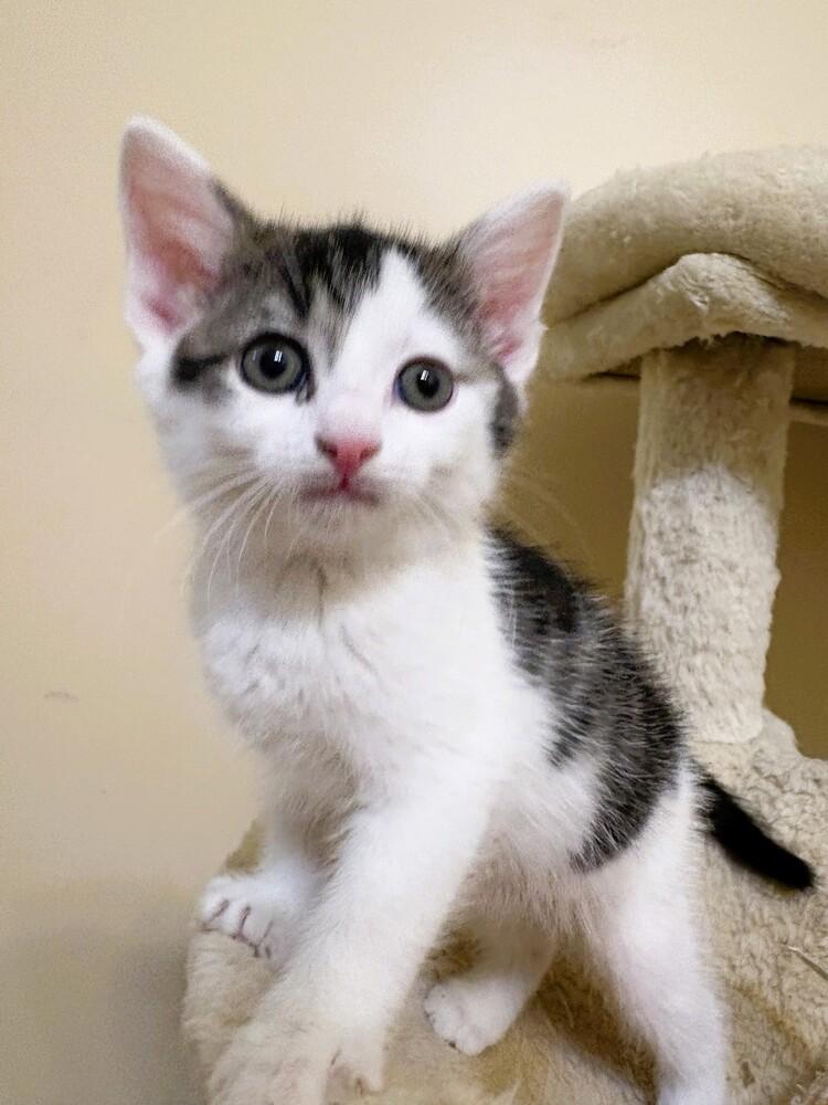 Enlarge Ollie, a Adoptable Domestic Short Hair in Mooresville, NC image 3/4
