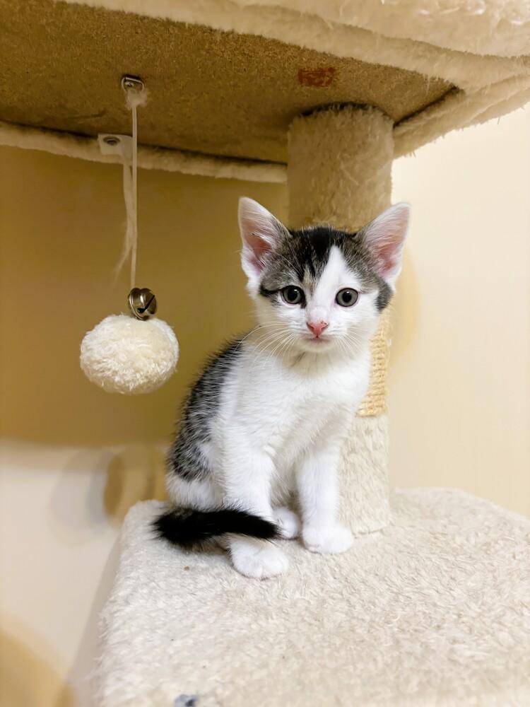Enlarge Ollie, a Adoptable Domestic Short Hair in Mooresville, NC image 4/4