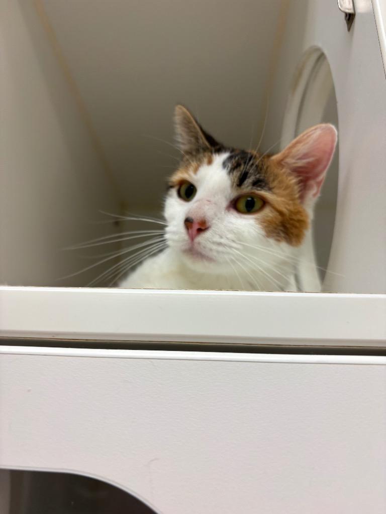 Enlarge Camie (Crocus), a Adoptable mixed breed in Johnson City, TN image 1/1