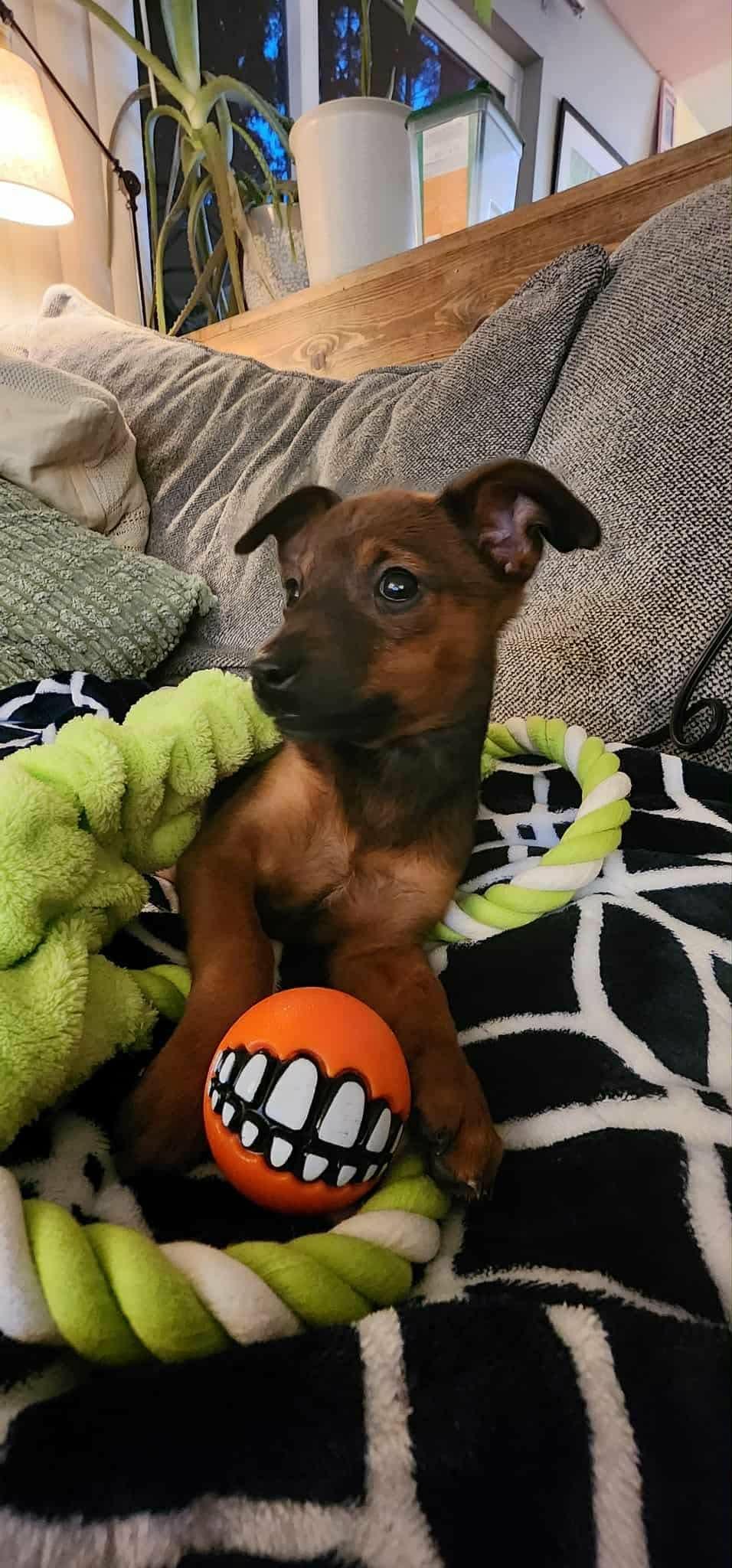 Enlarge Pickles, a Adoptable Chihuahua in Lacey, WA image 1/5