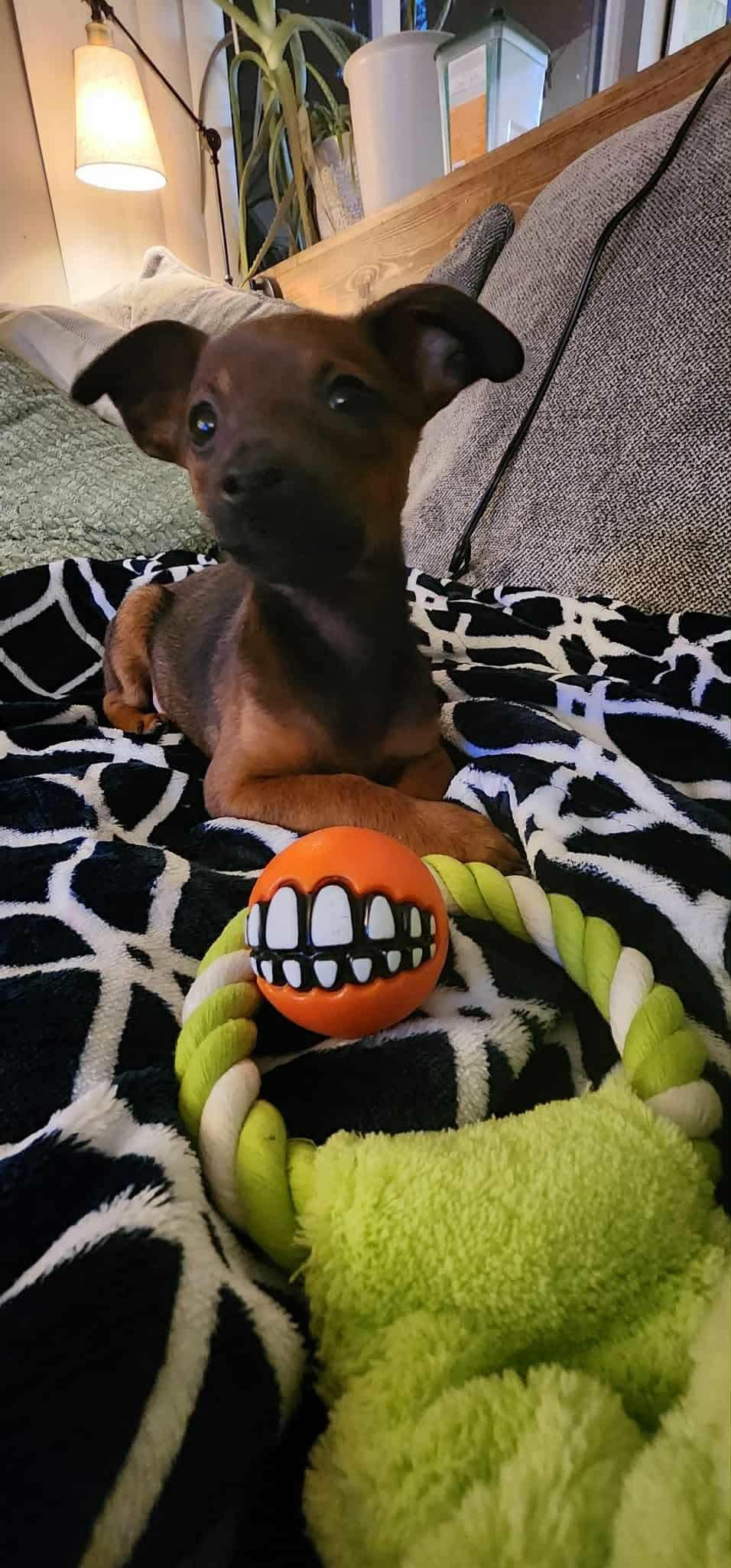 Enlarge Pickles, a Adoptable Chihuahua in Lacey, WA image 2/5