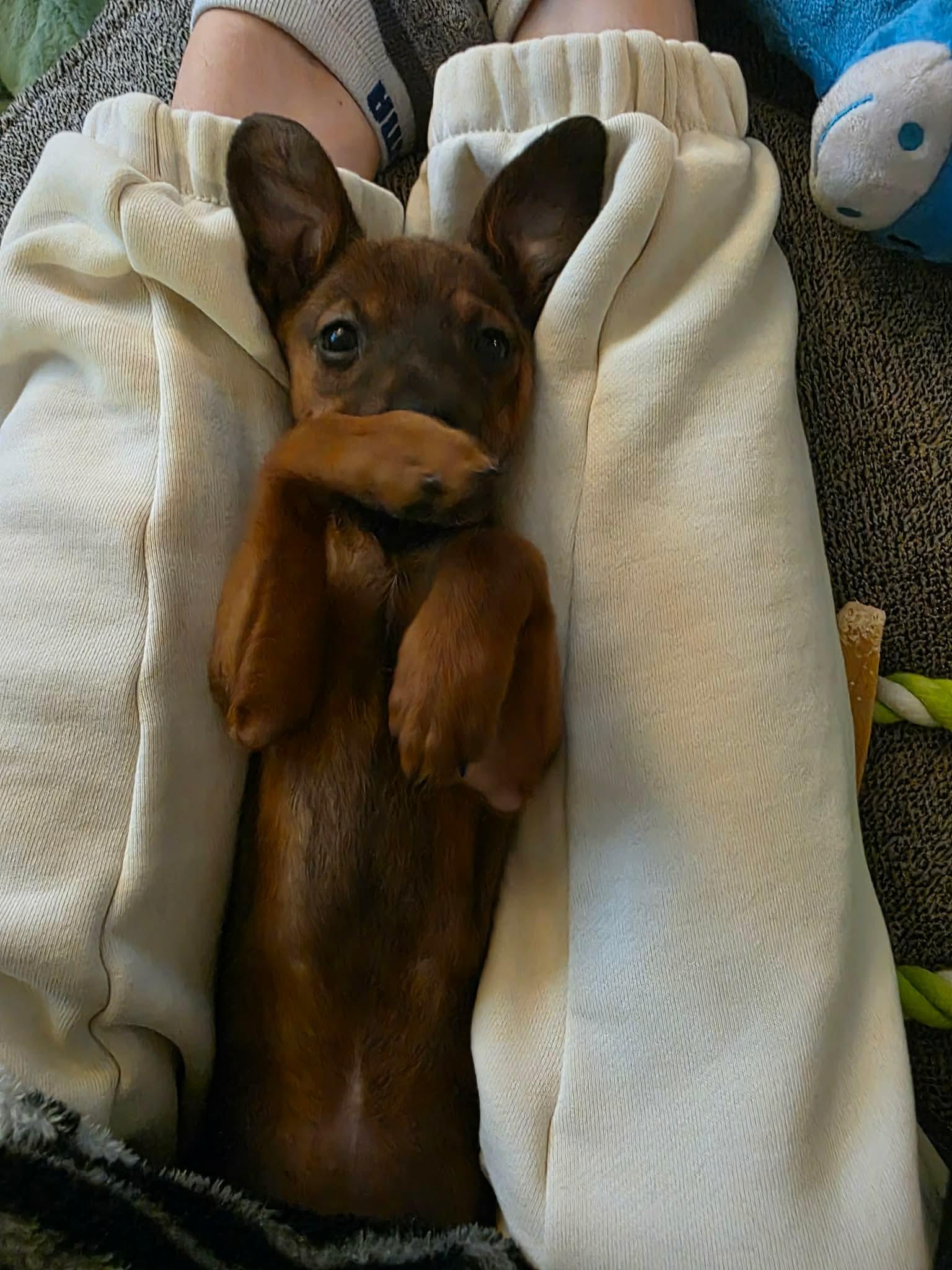 Enlarge Pickles, a Adoptable Chihuahua in Lacey, WA image 3/5