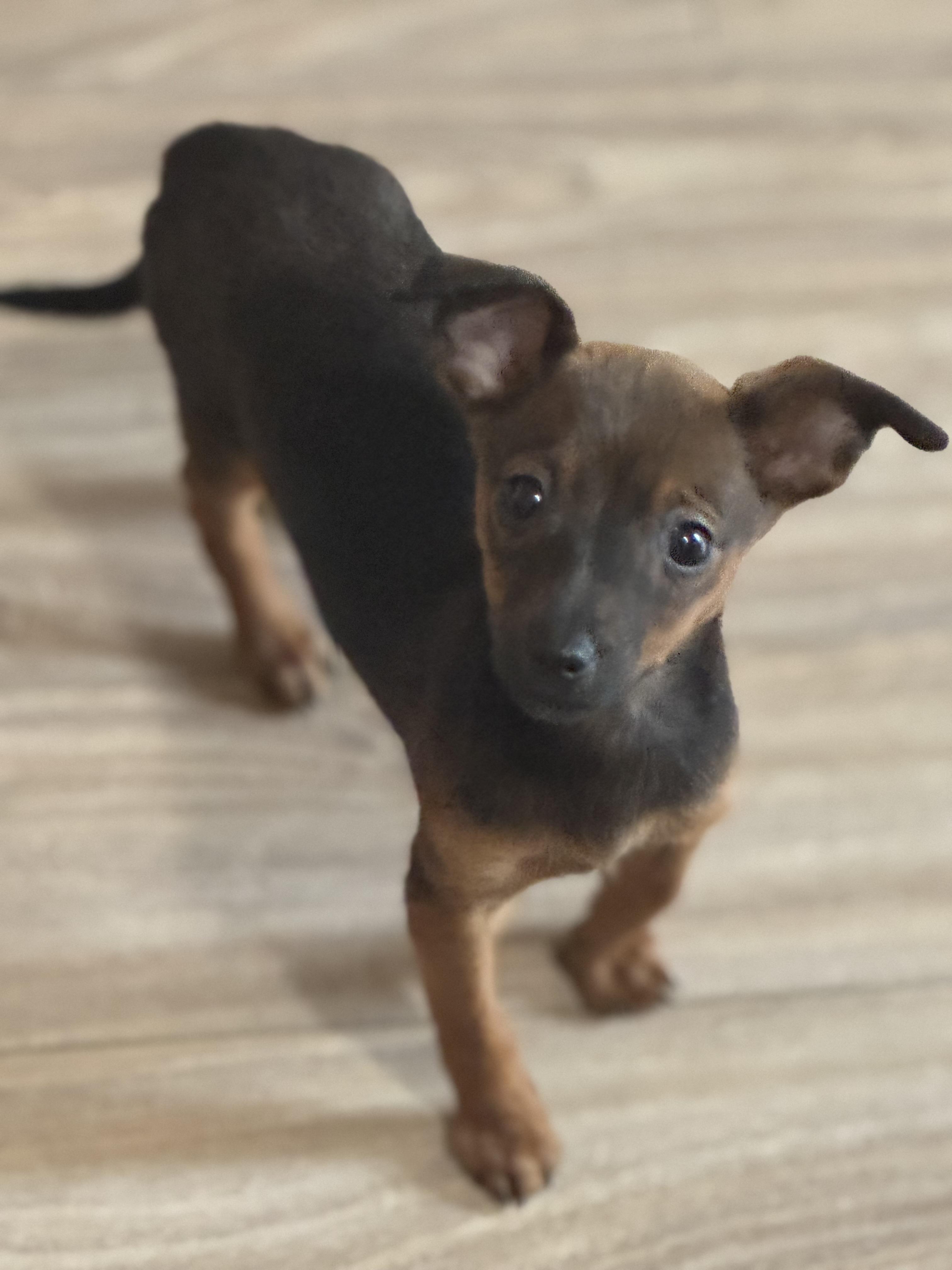 Enlarge Pickles, a Adoptable Chihuahua in Lacey, WA image 4/5