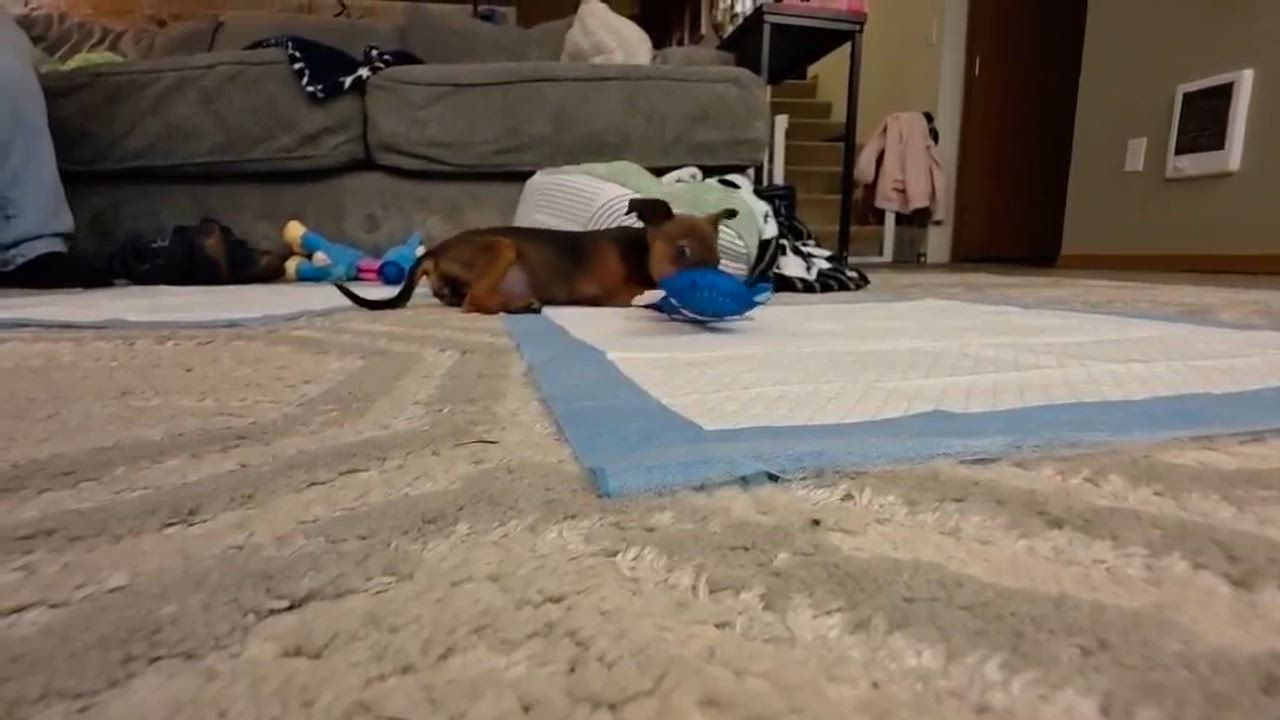 Enlarge Pickles, a Adoptable Chihuahua in Lacey, WA video 5/5