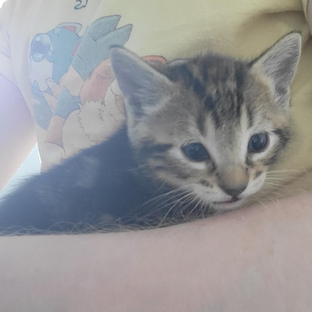 Locke, Adoptable, Kitten Male Domestic Short Hair.