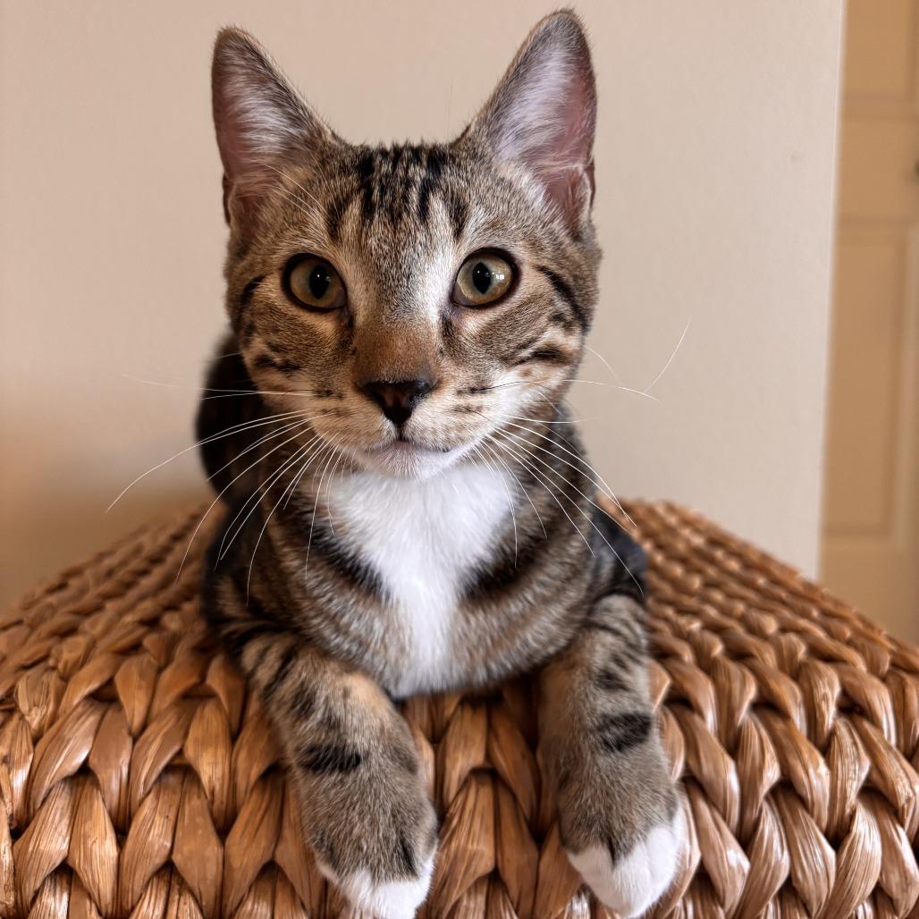 Enlarge Locke, a Adoptable Domestic Short Hair in Redmond, WA image 3/6