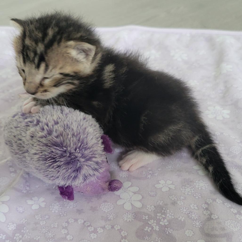 Locke, a Adoptable Domestic Short Hair in Redmond, WA image 3/3