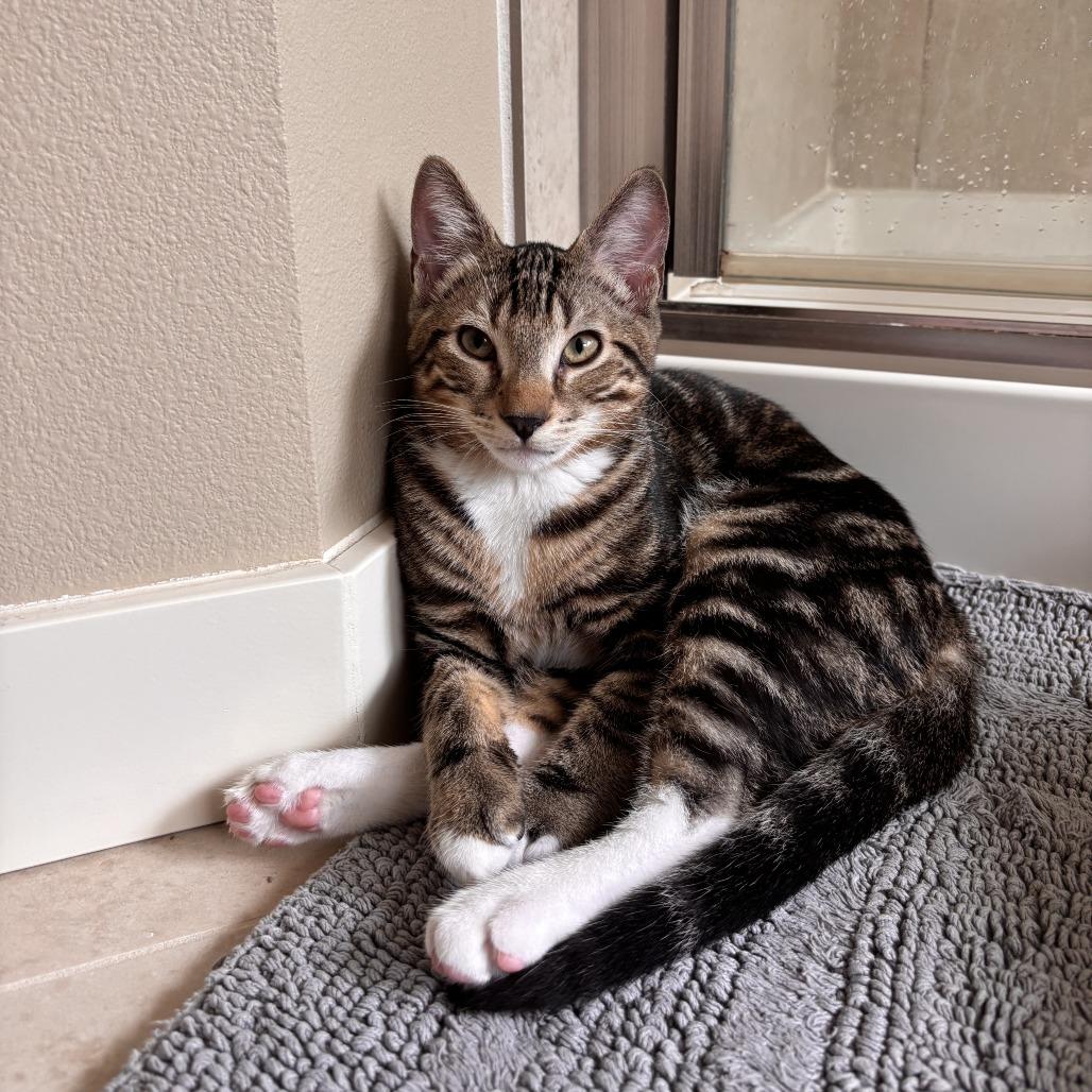 Enlarge Locke, a Adoptable Domestic Short Hair in Redmond, WA image 6/6