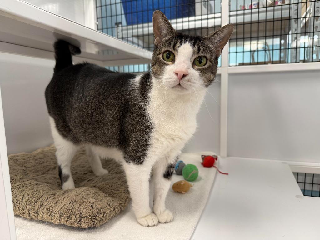 Crumpet, Adoptable, Adult Female Domestic Short Hair & Tabby (Brown).