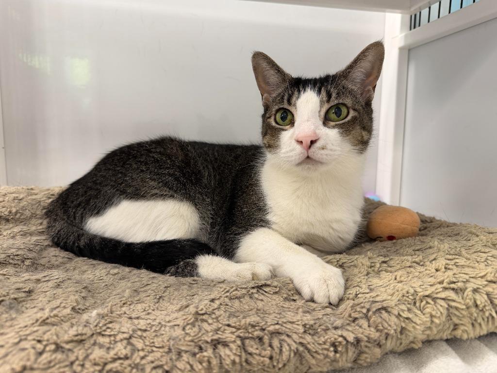 Crumpet, a Adoptable mixed breed in Raleigh, NC image 2/3