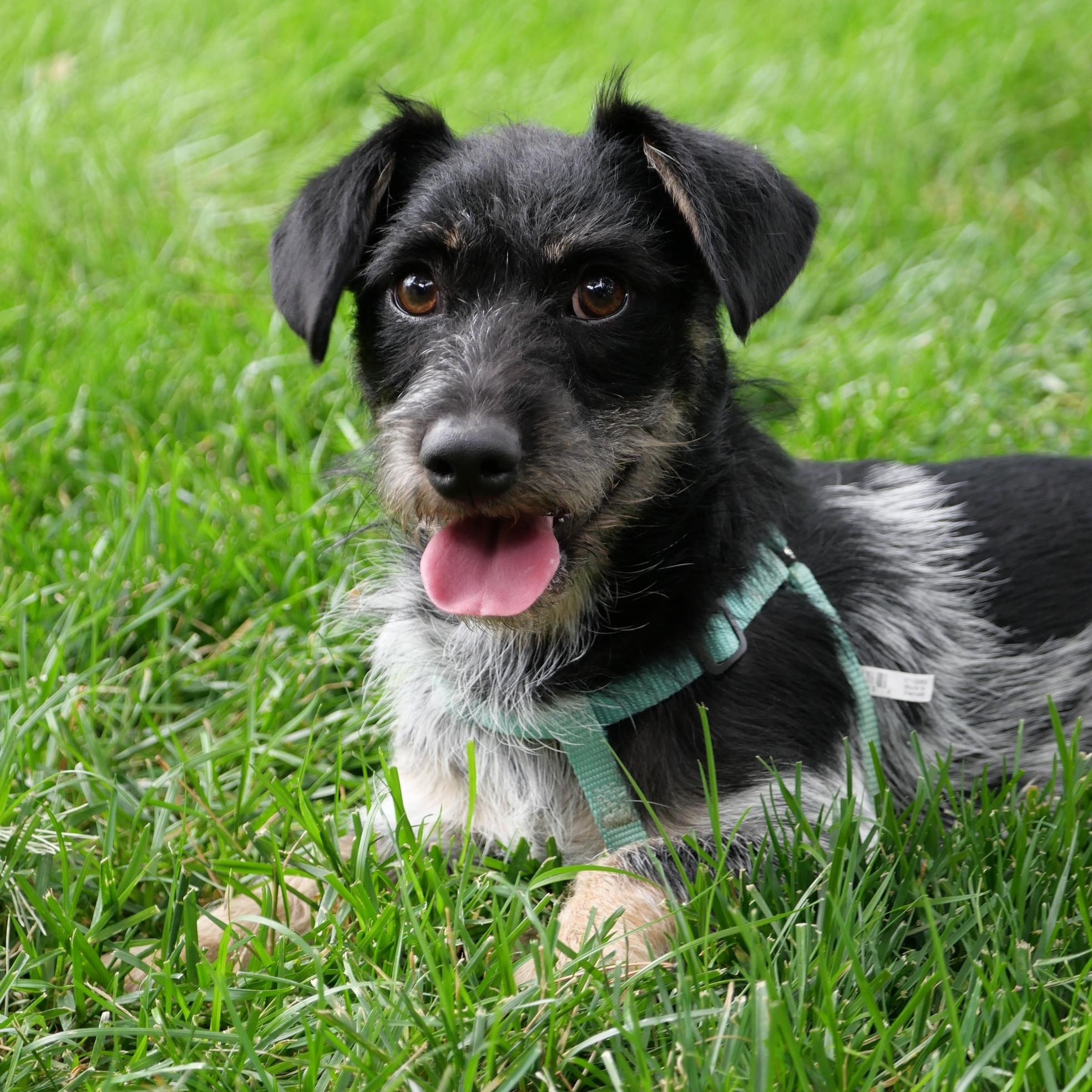 Dumbo, ADOPTABLE, Young Male Wirehaired Dachshund & Miniature Schnauzer.