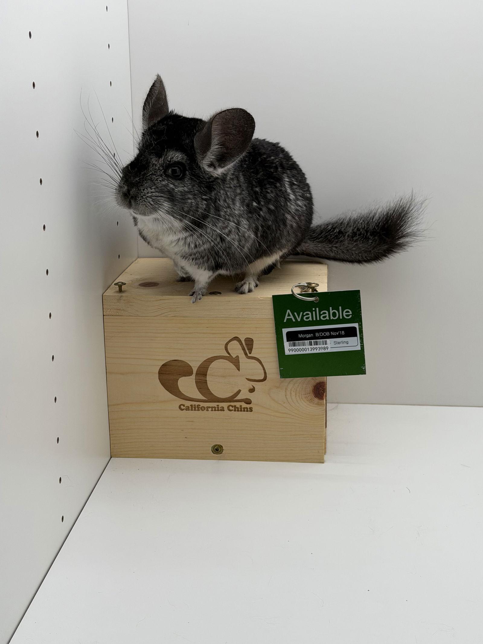 Morgan, Adoptable, Adult Male Chinchilla.