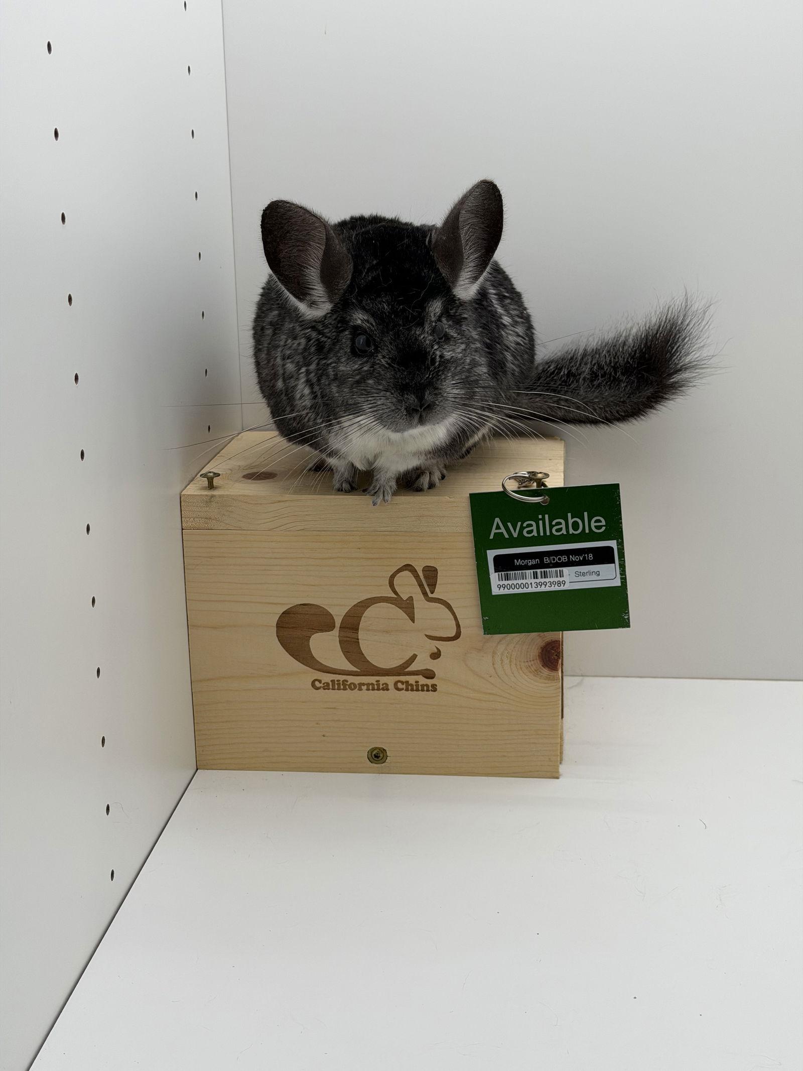 Enlarge Morgan, a Adoptable Chinchilla in Sunnyvale, CA image 2/3