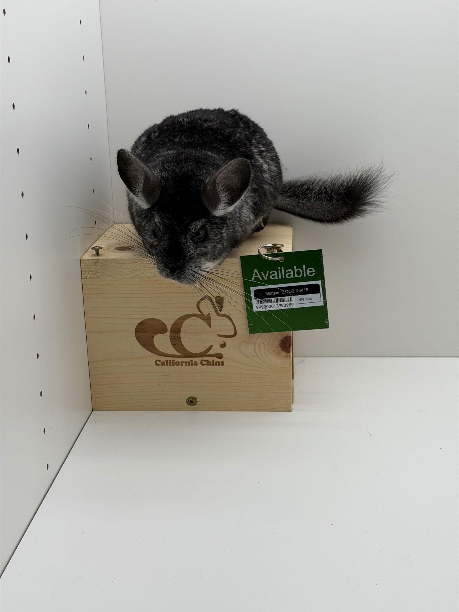 Enlarge Morgan, a Adoptable Chinchilla in Sunnyvale, CA image 3/3