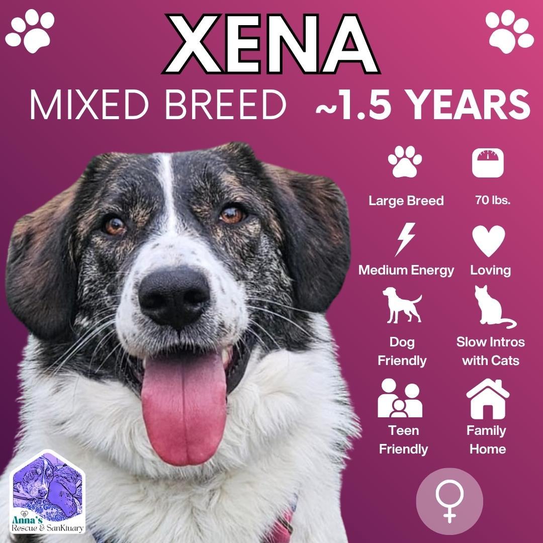 Xena, Adoptable, Adult Female Mixed Breed & Anatolian Shepherd.