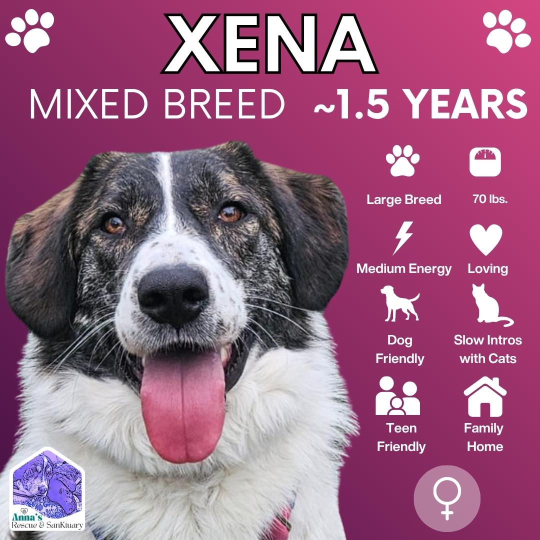 Xena, Adoptable, Adult Female Mixed Breed & Anatolian Shepherd.
