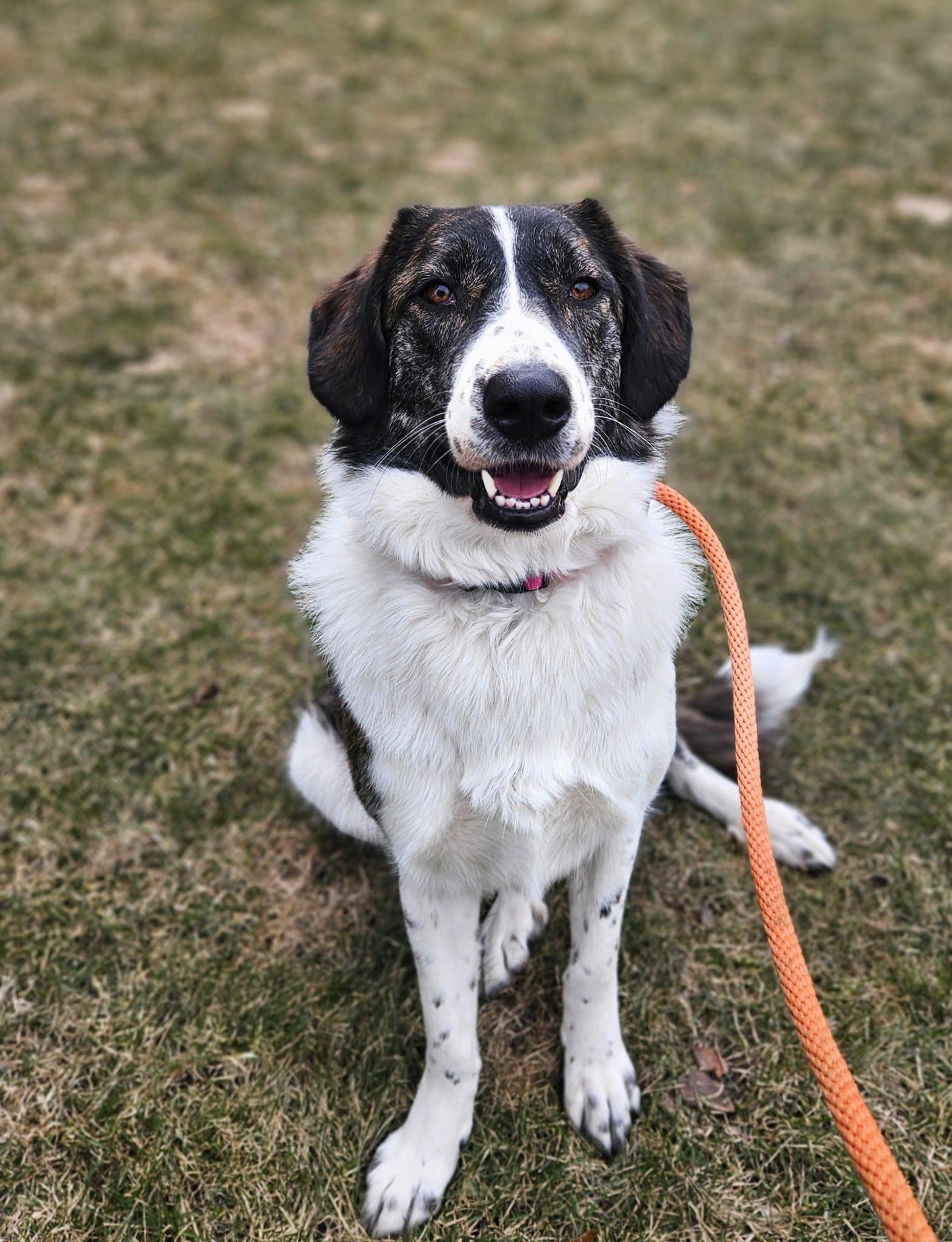 Enlarge Xena, a Adoptable mixed breed in Aurora, ON image 4/6
