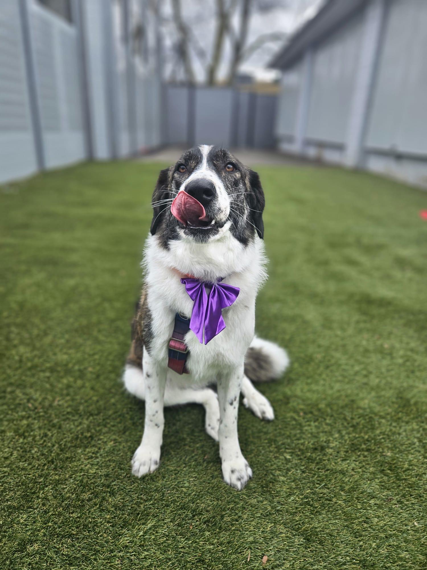 Enlarge Xena, a Adoptable mixed breed in Aurora, ON image 2/6
