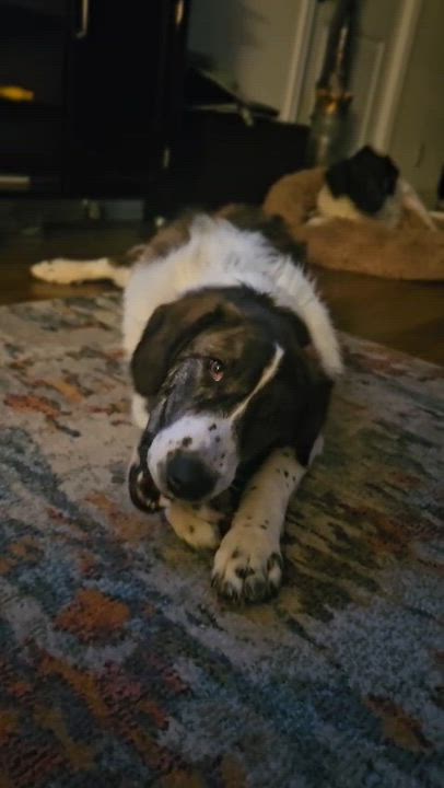 Enlarge Xena, a Adoptable mixed breed in Aurora, ON video 5/6