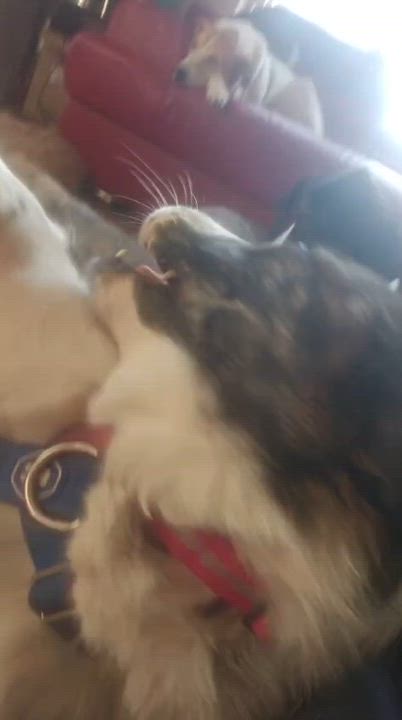 Enlarge Xena, a Adoptable mixed breed in Aurora, ON video 3/6