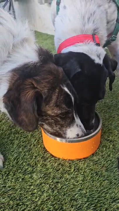 Enlarge Xena, a Adoptable mixed breed in Aurora, ON video 6/6