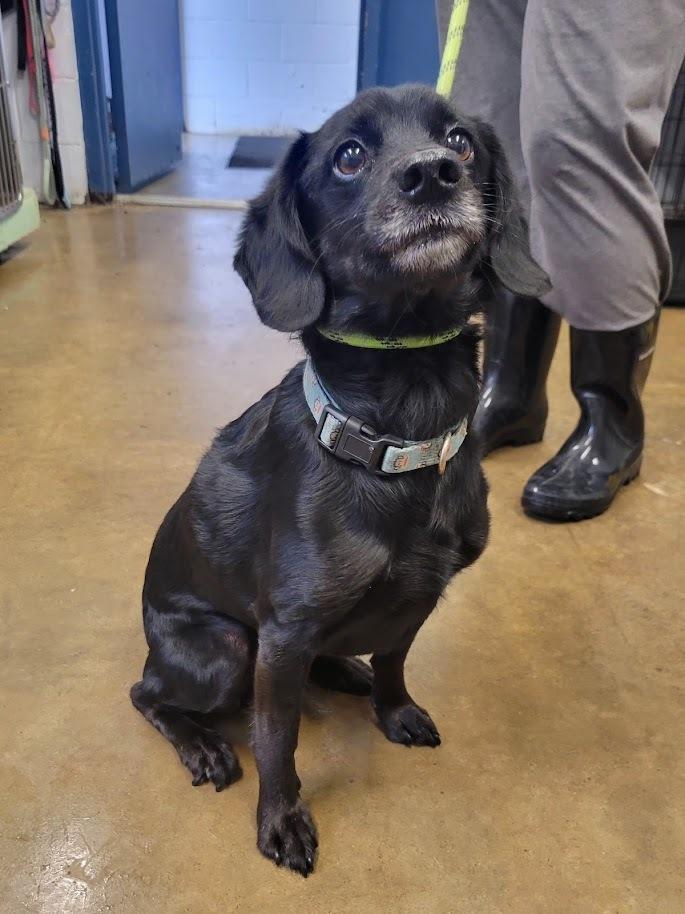 Enlarge HAMLET 052-26, an adopted Mixed Breed in Cambridge, OH image 3/3