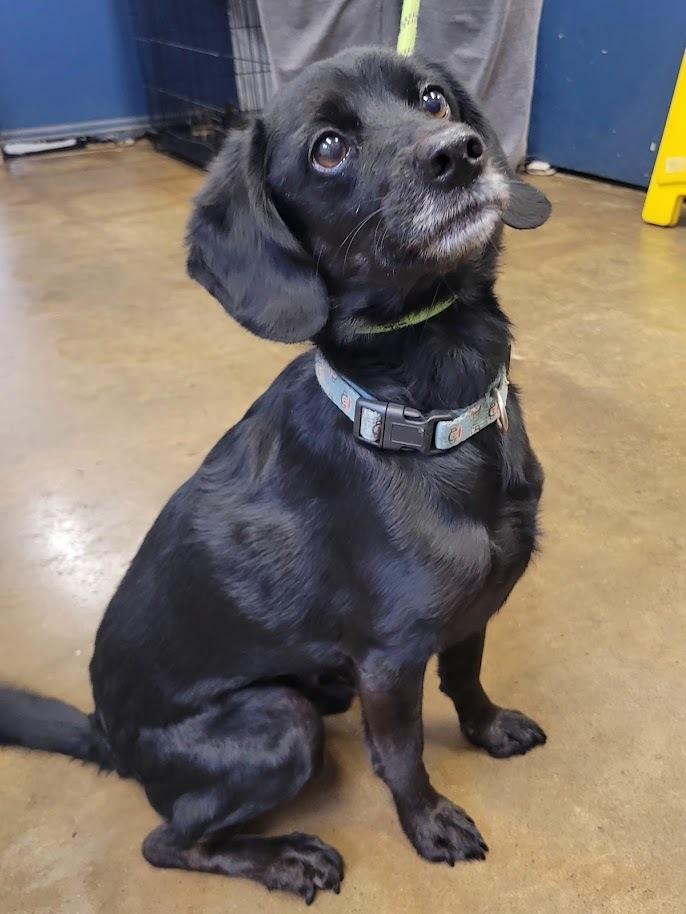 HAMLET 052-26, adopted, Adult Male Mixed Breed.