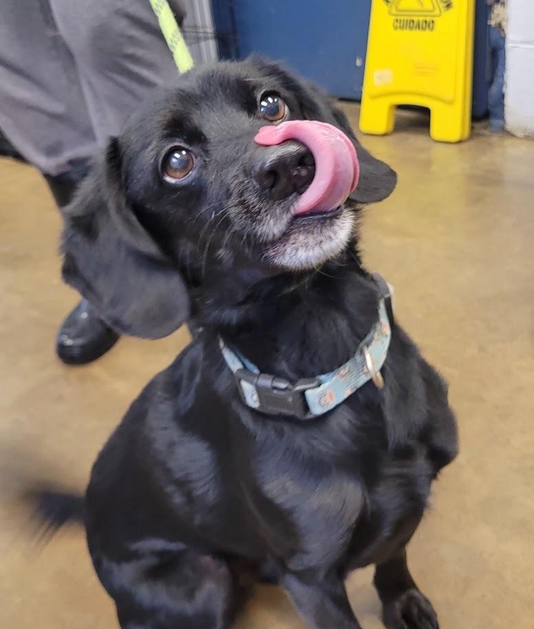 Enlarge HAMLET 052-26, an adopted Mixed Breed in Cambridge, OH image 2/3