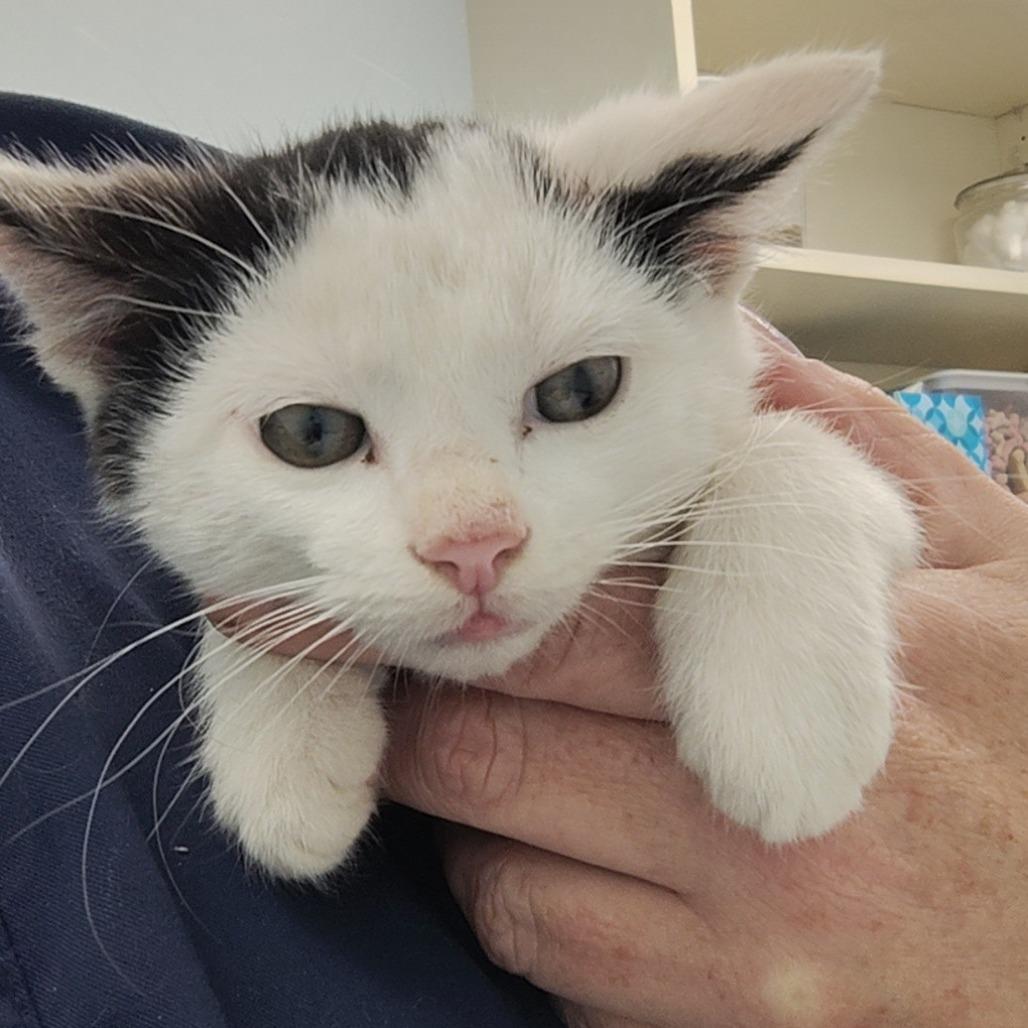 Curly (25-12848), Adoptable, Kitten Male Domestic Short Hair.