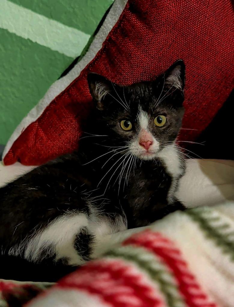 Enlarge Finny, a Adoptable mixed breed in Tulsa, OK image 3/5