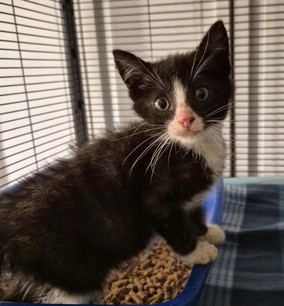 Enlarge Finny, a Adoptable mixed breed in Tulsa, OK image 4/5