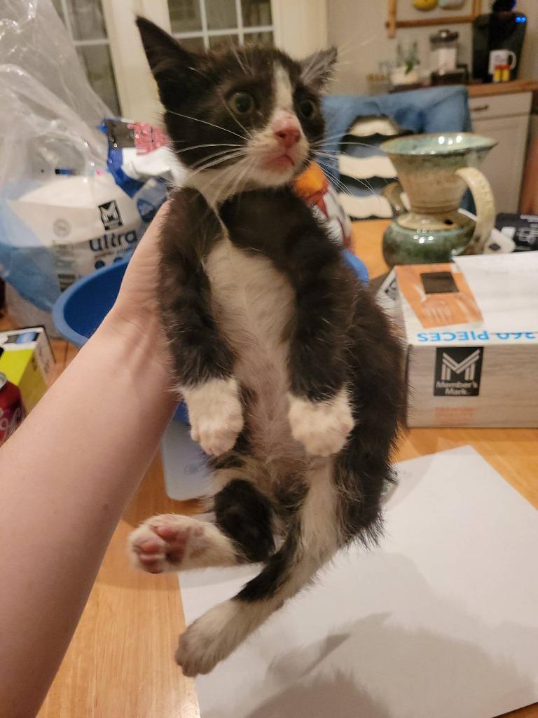 Enlarge Finny, a Adoptable mixed breed in Tulsa, OK image 5/5