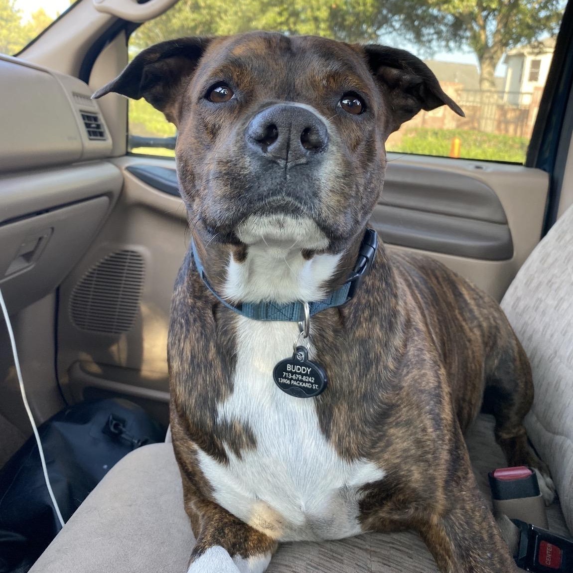 Buddy, ADOPTABLE, Adult Male Boxer.