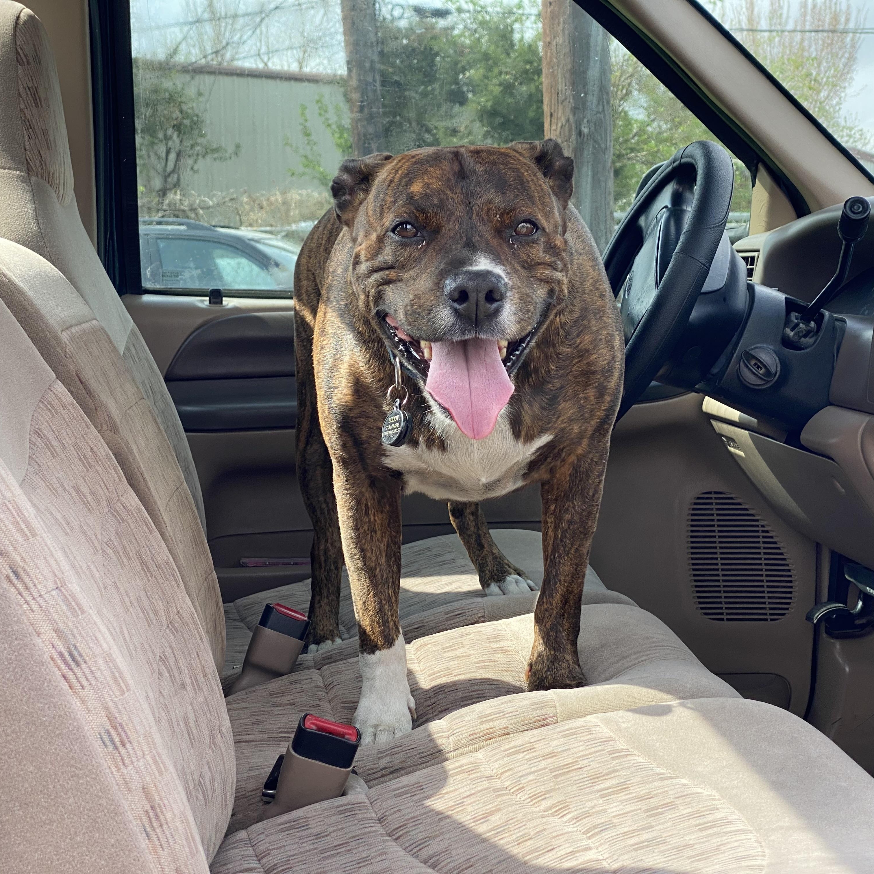 Buddy, a ADOPTABLE mixed breed in Houston, TX image 2/2