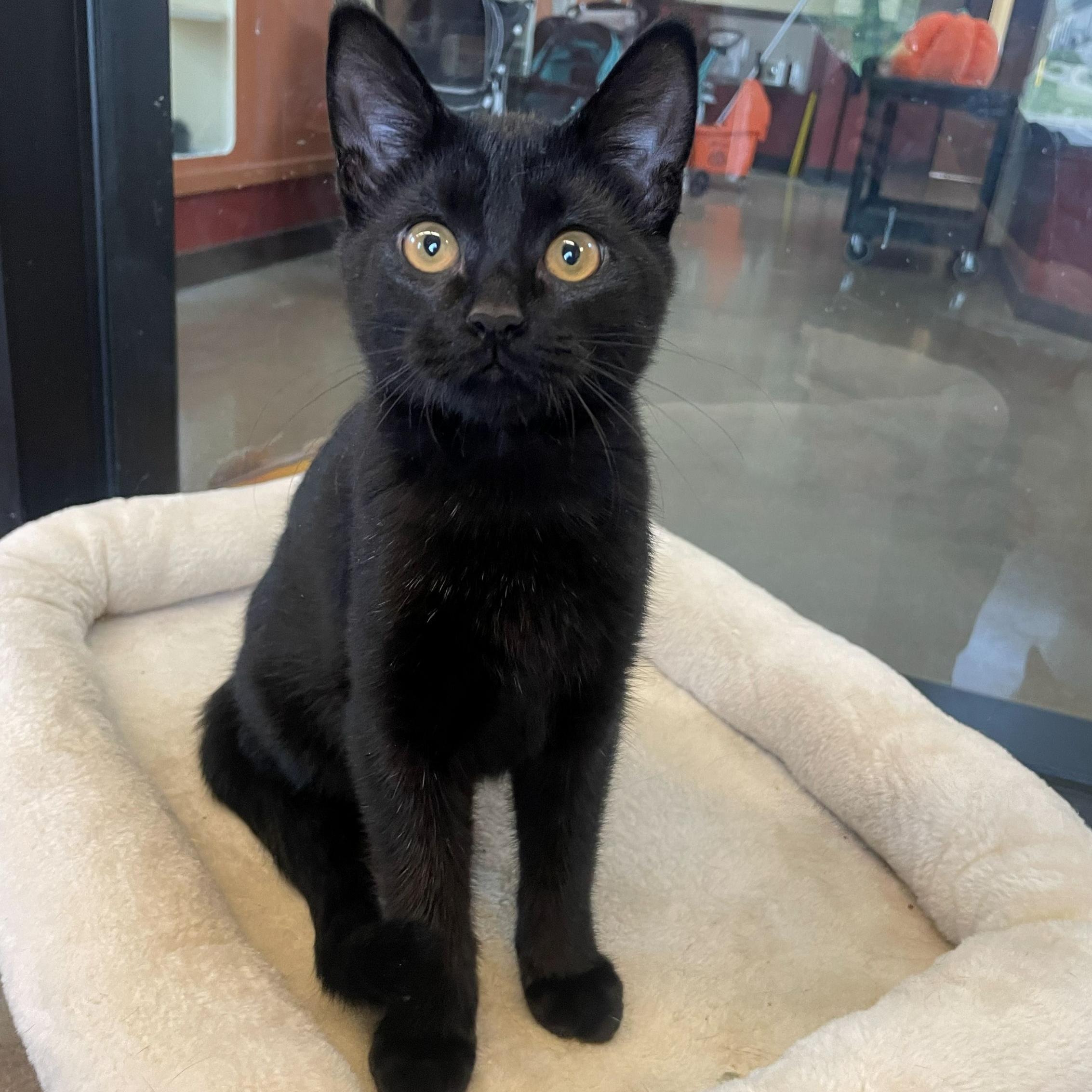 Enlarge Wanda, an adopted Domestic Short Hair in Rochester, MN image 1/1