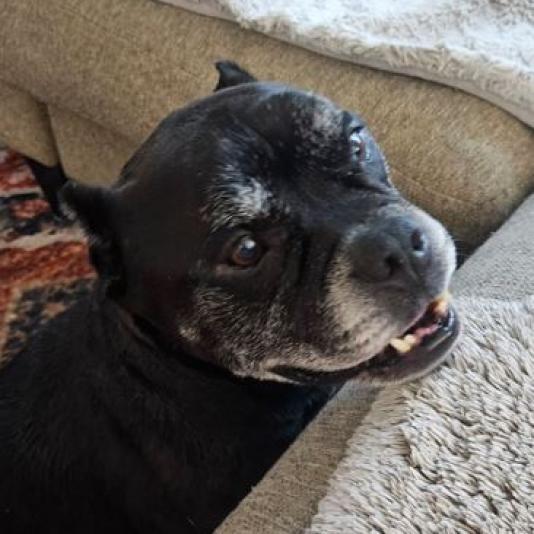 Nacho, a Adoptable Pit Bull Terrier in Pahrump, NV image 1/3