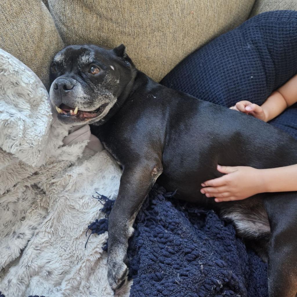 Nacho, a Adoptable Pit Bull Terrier in Pahrump, NV image 2/3