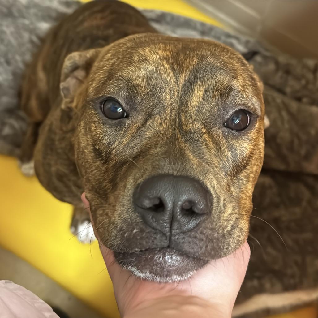 Enlarge Laurel, a Adoptable Mixed Breed in Waukesha, WI image 1/4