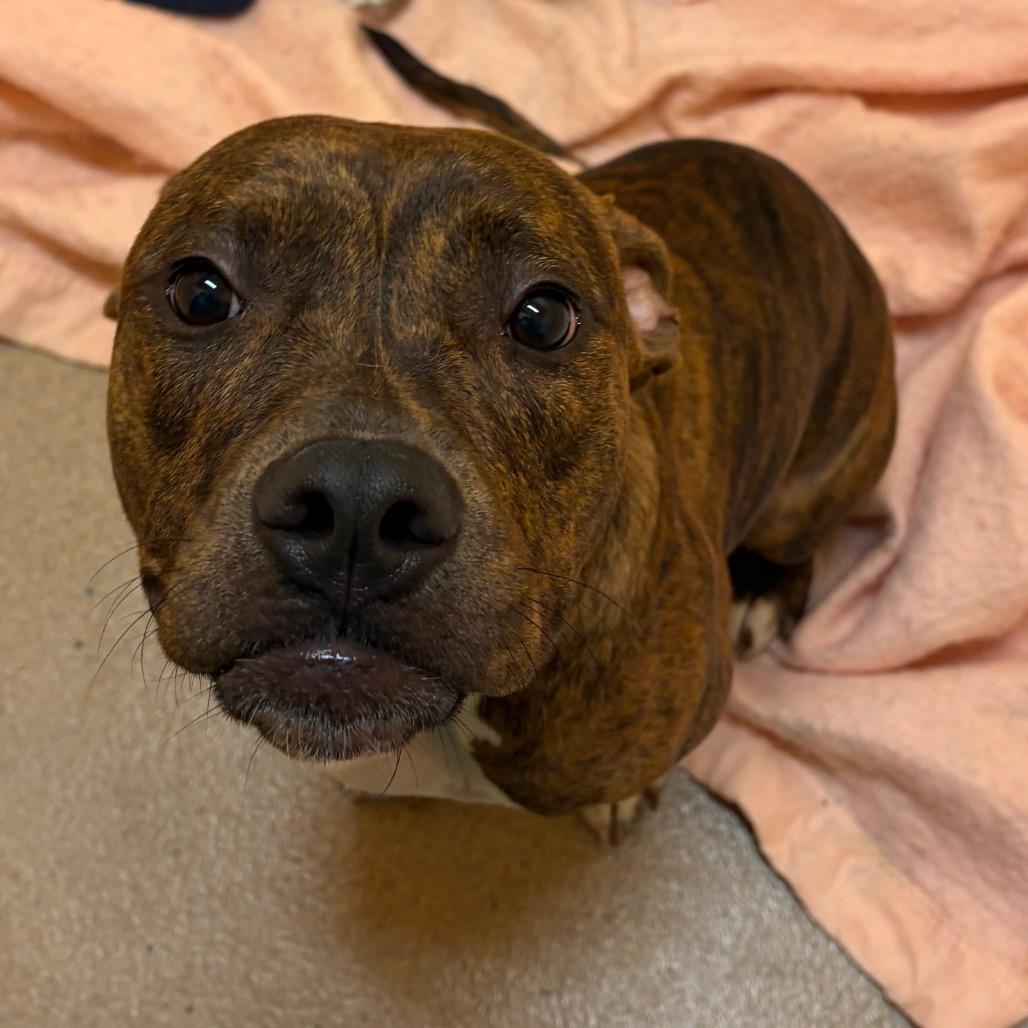 Enlarge Laurel, a Adoptable Mixed Breed in Waukesha, WI image 2/4