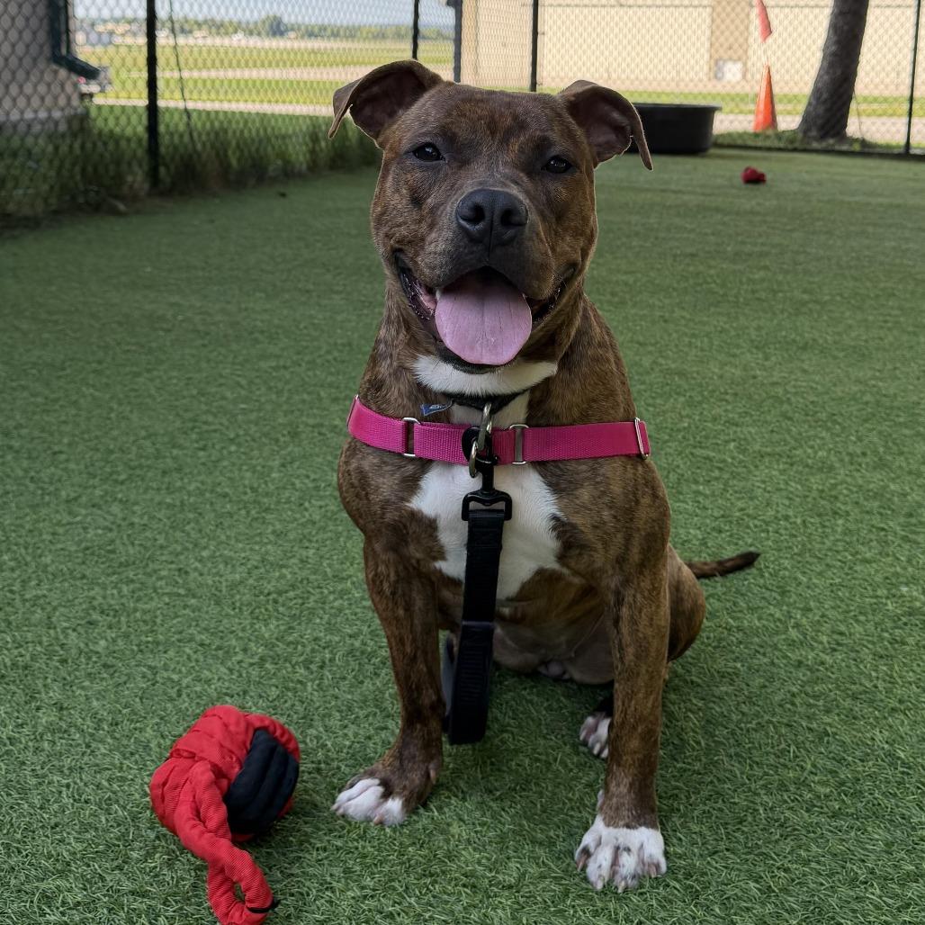 Enlarge Laurel, a Adoptable Mixed Breed in Waukesha, WI image 3/4