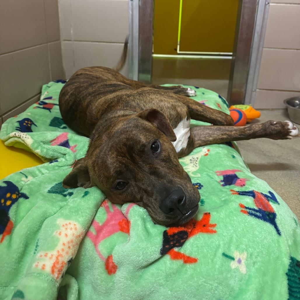 Enlarge Laurel, a Adoptable Mixed Breed in Waukesha, WI image 4/4