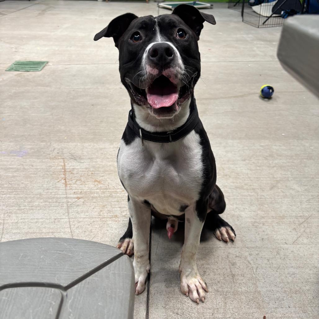Enlarge Frootloop, a Adoptable mixed breed in Las Vegas, NV image 1/6