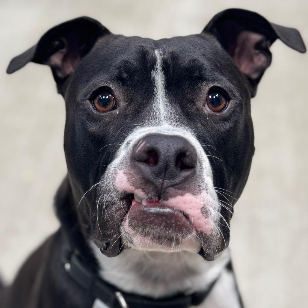 Enlarge Frootloop, a Adoptable mixed breed in Las Vegas, NV image 2/6